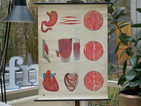 Vintage MUSCLES School CHART Ernst Klett 60s Original Educational Chart - Etsy