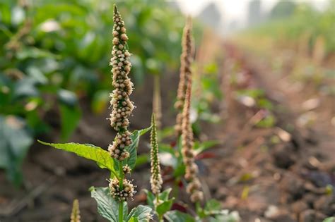 Premium Photo | Enhanced PestResistant Genetically Modified Crop for ...
