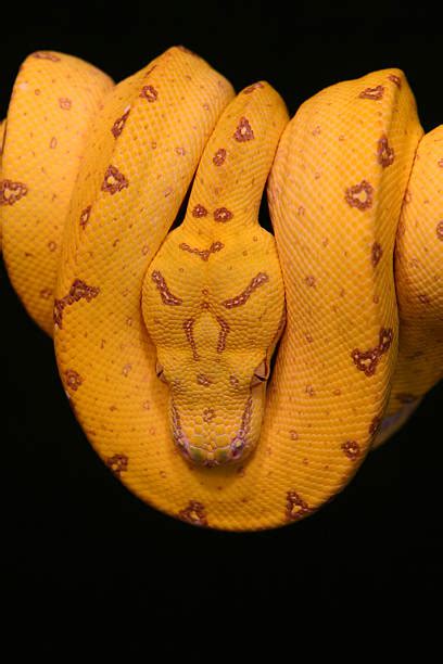 Image result for Baby Green Tree Python