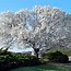 Image result for Dogwood Tree