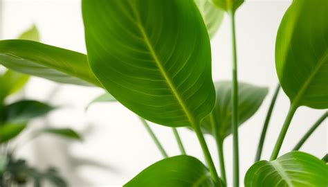 Banish the White Powder: Keeping Your Indoor Plants Pristine – Idyl