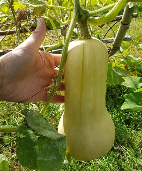 How To Grow Butternut Squash - Earth, Food, and Fire
