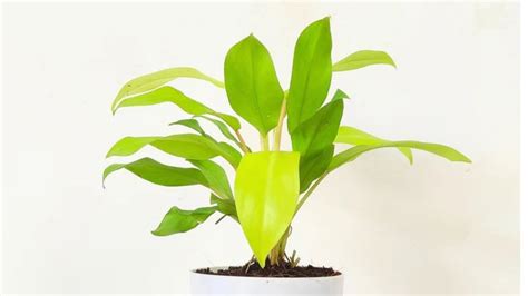 Philodendron Ceylon Golden Plant | Benefits & Care of Indoor ...