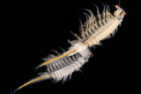 What Do Sea Monkeys Look Like Full Grown