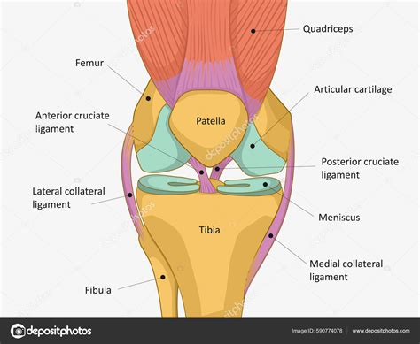Human Knee Joint Anatomy Knee Tendons Anatomical Diagram Vector de ...