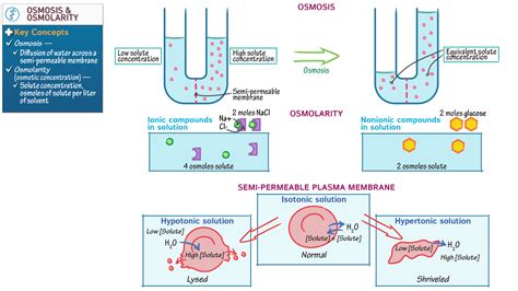 Advanced Anatomy & Physiology: Osmosis and Osmolarity | ditki medical ...
