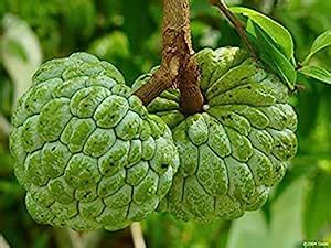 Plants Point Rare Fruit Custard Apples/Sharifa/Sitaphal/Seetha Palam ...