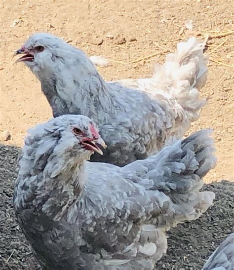 Are these lavender mottled ameraucanas/OE? | BackYard Chickens - Learn ...