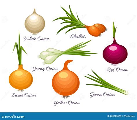 Onion Organic Vegetables Types Stock Vector - Illustration of onion ...