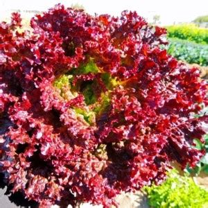 KRISHNA Lettuce lollo rosso Seed Price in India - Buy KRISHNA Lettuce ...