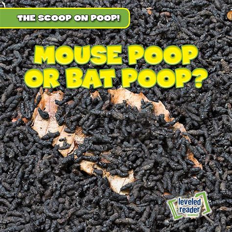 Mouse Poop or Bat Poop? (Scoop on Poop) : Fittleworth, George: Amazon ...
