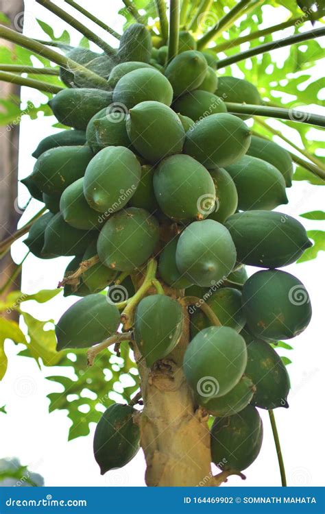 The Papaya, Papaw or Pawpaw is the Plant Carica Papaya, One of the 22 ...