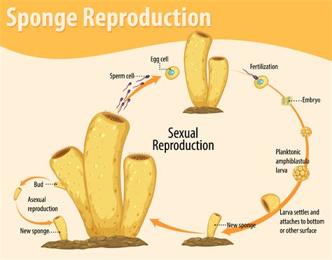 Diagram showing sponge reproduction 7207074 Vector Art at Vecteezy