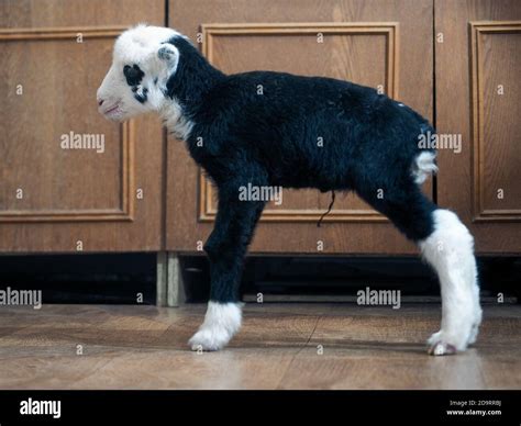 Unique lamb - a hybrid of sheep and goat bred in Russia Stock Photo - Alamy