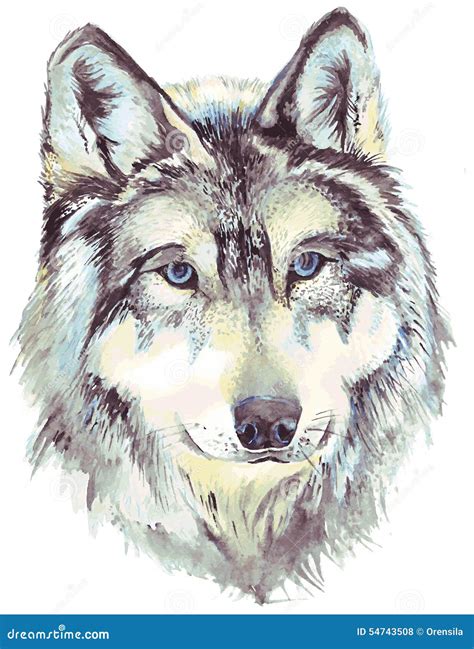 Wolf Head Vector Drawing, Wolf Face Drawing Sketch, Wolf Head Colored ...