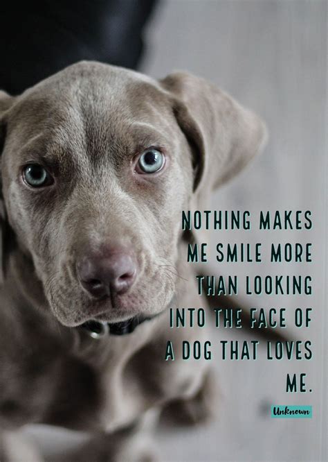 Funny Dog Quotes Short at Kenneth Bromley blog