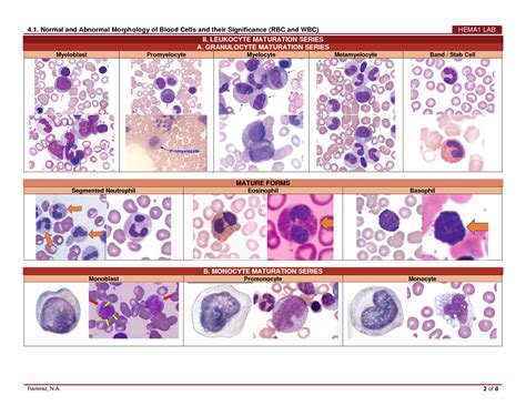 SOLUTION: Rbc and wbc morphology and pathology - Studypool