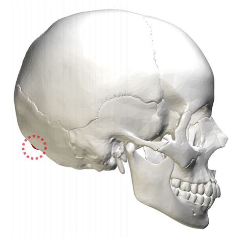 External occipital protuberance - Alchetron, the free social encyclopedia