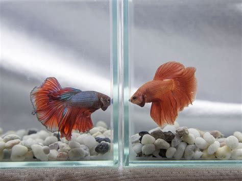 Betta Flaring: 7 Reasons Why They Do This & How To Detect It ...