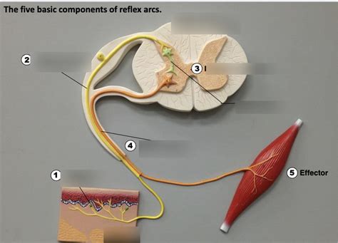 Image result for Reflex Arc Example