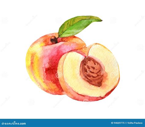 Peach Watercolor Stock Illustrations – 23,154 Peach Watercolor Stock Illustrations, Vectors ...