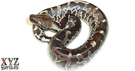 Black Blood Python 的图像结果