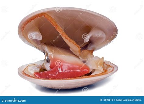Clam Shell Pattern 的图像结果