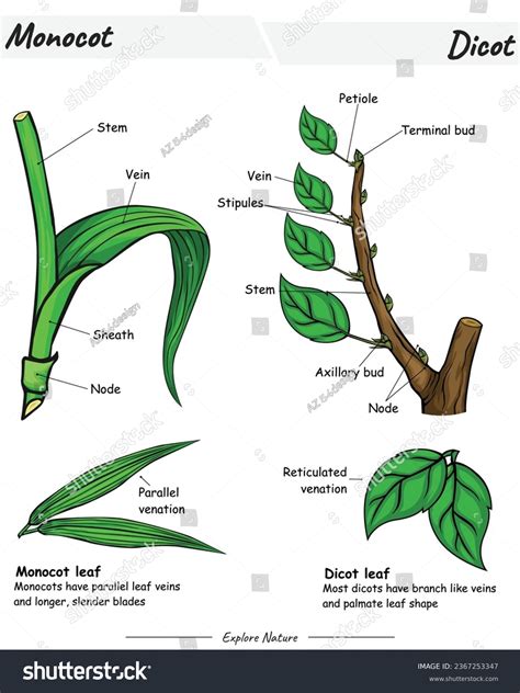 Monocot Leaf Vs Dicot Leaf