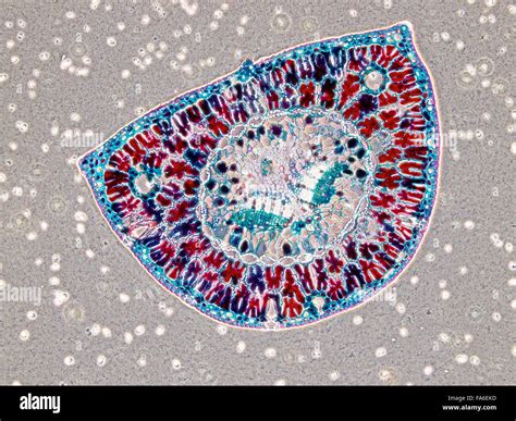 Beauty of Biology under microscopy Stock Photo - Alamy
