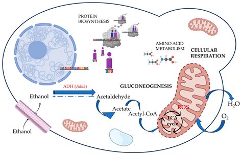 Bio-Dealcoholization of Wines: Can Yeast Make Lighter Wines?