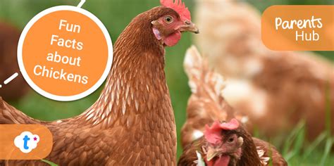 Fun Facts about Chickens - Twinkl