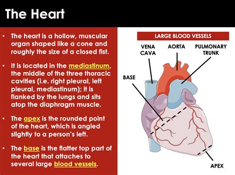 Image result for Circulatory System Tutorial