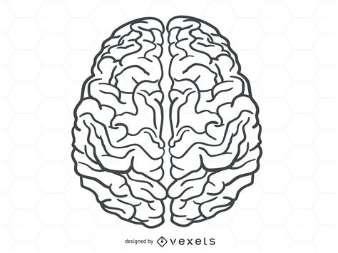Brain Vector 的图像结果