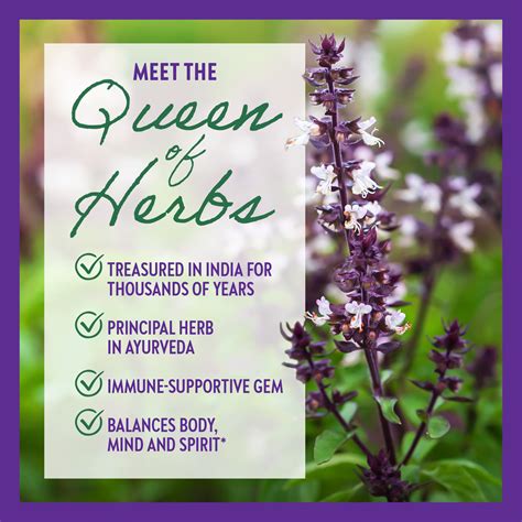 Tulsi Holy Basil Tea Benefits Discounts Order | www.oceanproperty.co.th