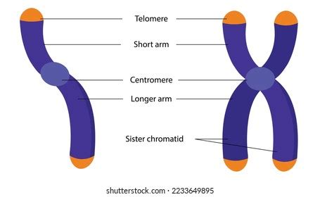 Image result for Chromosome Microarray Test