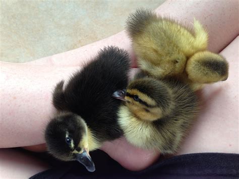 My Blue Swedish ducklings!! | Duck pictures, Baby ducks, Baby animals