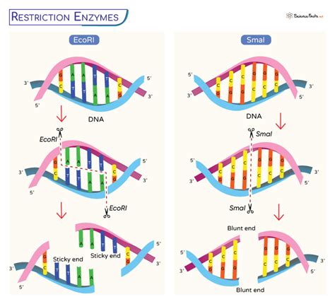 Image result for Restriction Enzymes Function