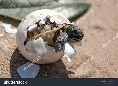 Turtle Eggs Hatching