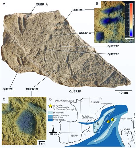 Trace Fossils