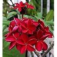 Baishnab Plumeria PlantPlumeria Flower Red Live Plant [CF63] : Amazon ...