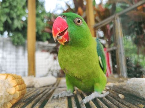 Image result for Parrot Search Algorithm