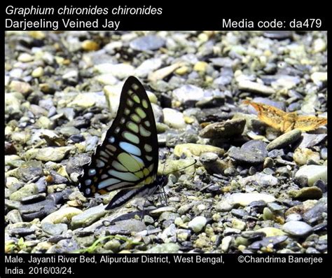 Graphium chironides (Honrath, 1884) - Veined Jay | Butterfly