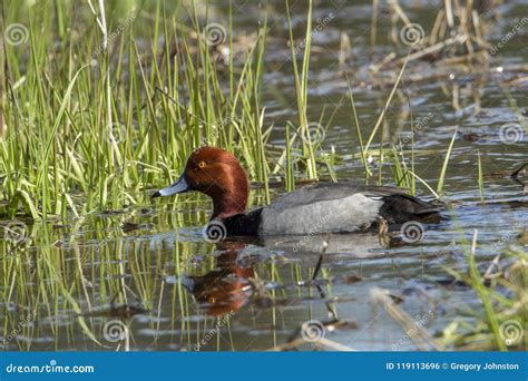 Red Headed Duck in Wetlands. Stock Photo - Image of brown, green: 119113696