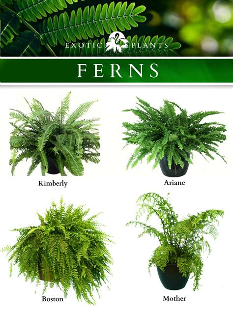 Types Of Indoor Fern Houseplants at John Sales blog