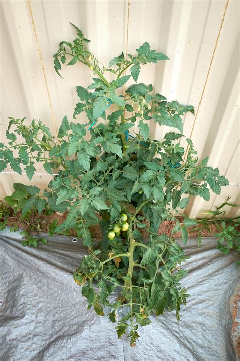 The Kratky grown cherry tomato plant is taking off. Picture 5 was taken ...