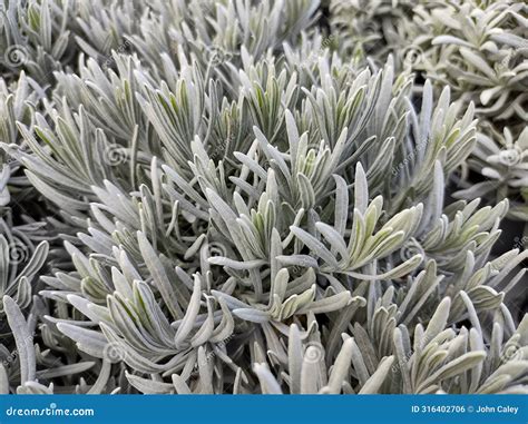 Lavandula Angustifolia Vera Stock Photo - Image of garden, beautiful ...