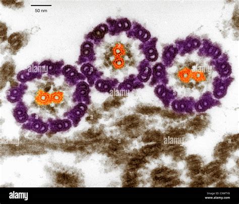 Scanning Electron Micrograph 的图像结果