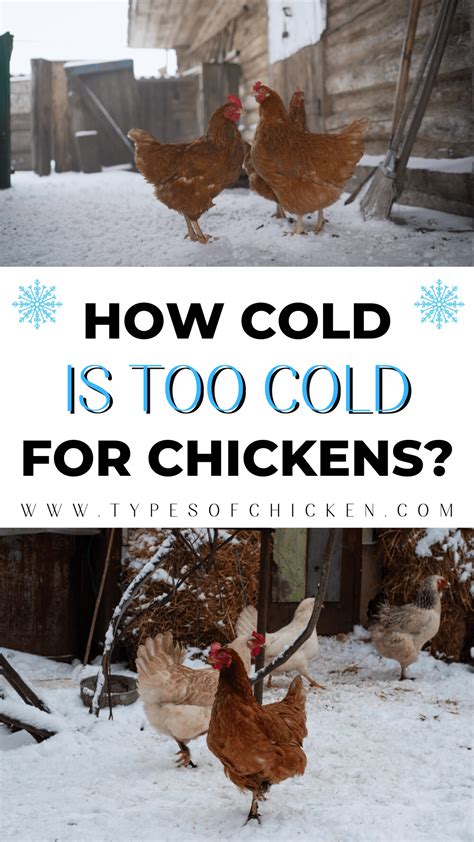 How Cold Is Too Cold For Chicken Coop at Makayla Aurelio blog