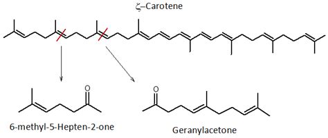 Volatile Aroma Compounds of Gavina® Watermelon (Citrullus Lanatus L ...