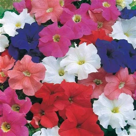 Dreams F1 Hybrid Petunia Info & Benefits | Farmers Stop